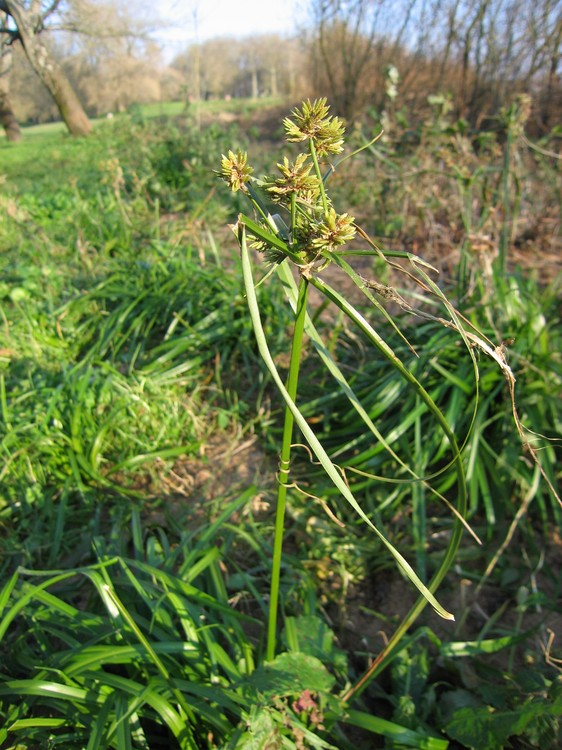 Cyperus esculentus